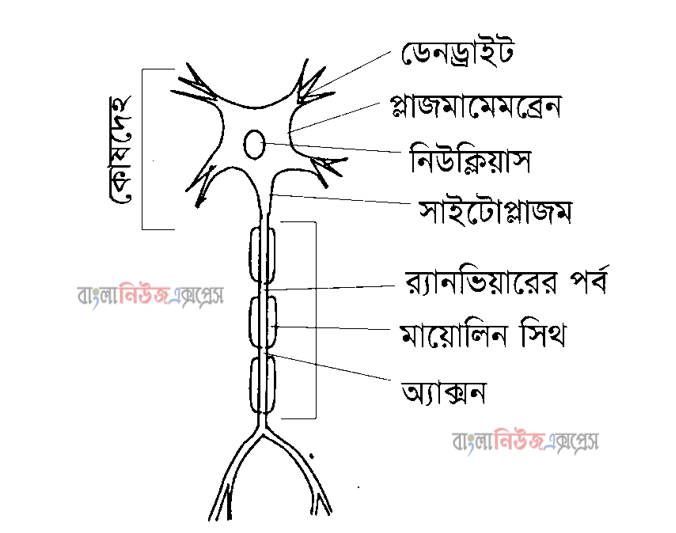একটি প্রাপিকোষ ও একটি উক্জিদকোষ এর চিহ্নিত চিত্র অংকন করে উপস্থাপন কর।,মানবদেহের কোন কোন অংগানু ঐচ্ছিক লেশি এবং অনৈষ্ছিক পেশি তার একটি তালিকা তৈরী কর এবং খাতায় লিপিবদ্ধ করhttps://www.banglanewsexpress.com/