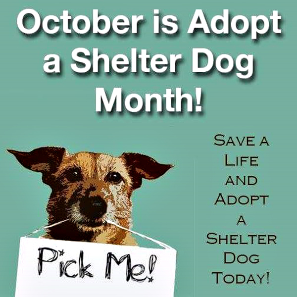 Miss Edna's Place October Is Adopt A Shelter Dog Month