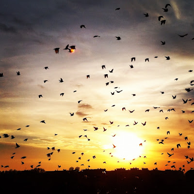 Gli Acarnesi­. Le Nuvole­. Le Vespe­. Gli Uccelli Libro, Aristofane