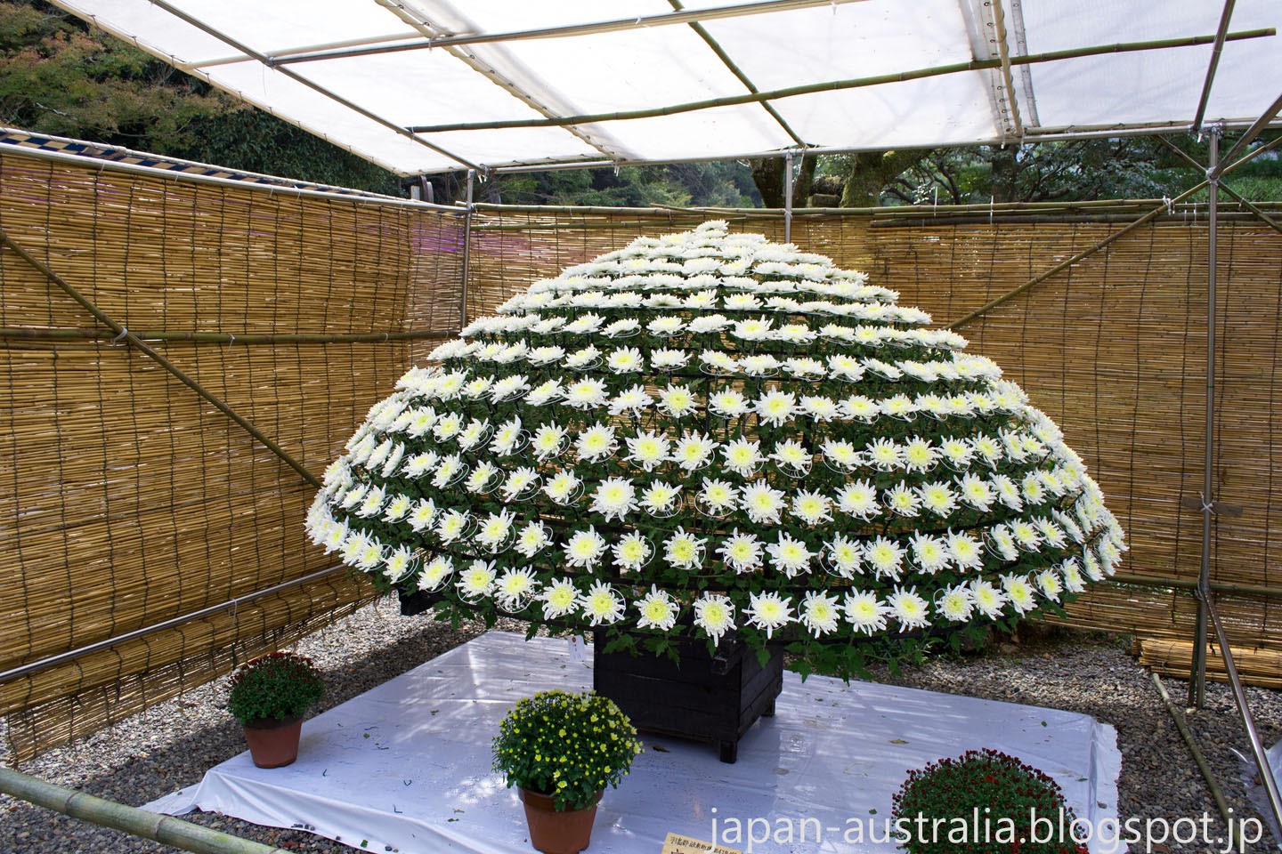 Japan Australia Gifu Park Chrysanthemum Flower Show