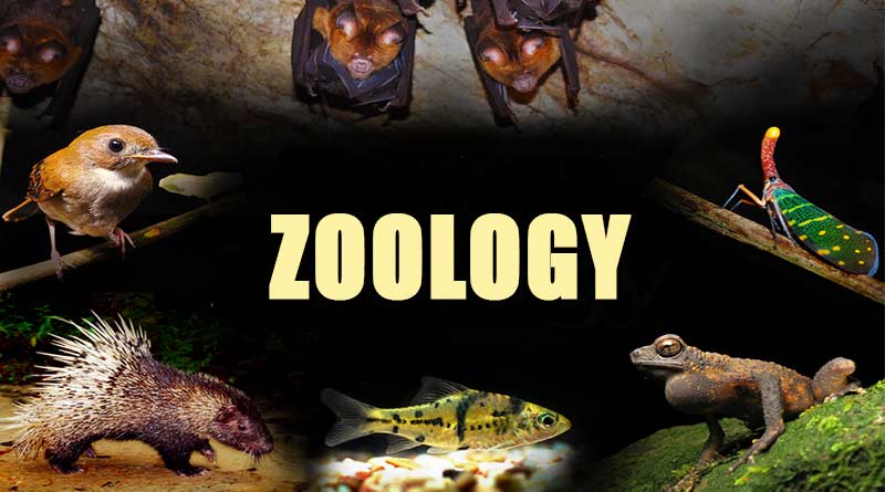 research articles related to zoology