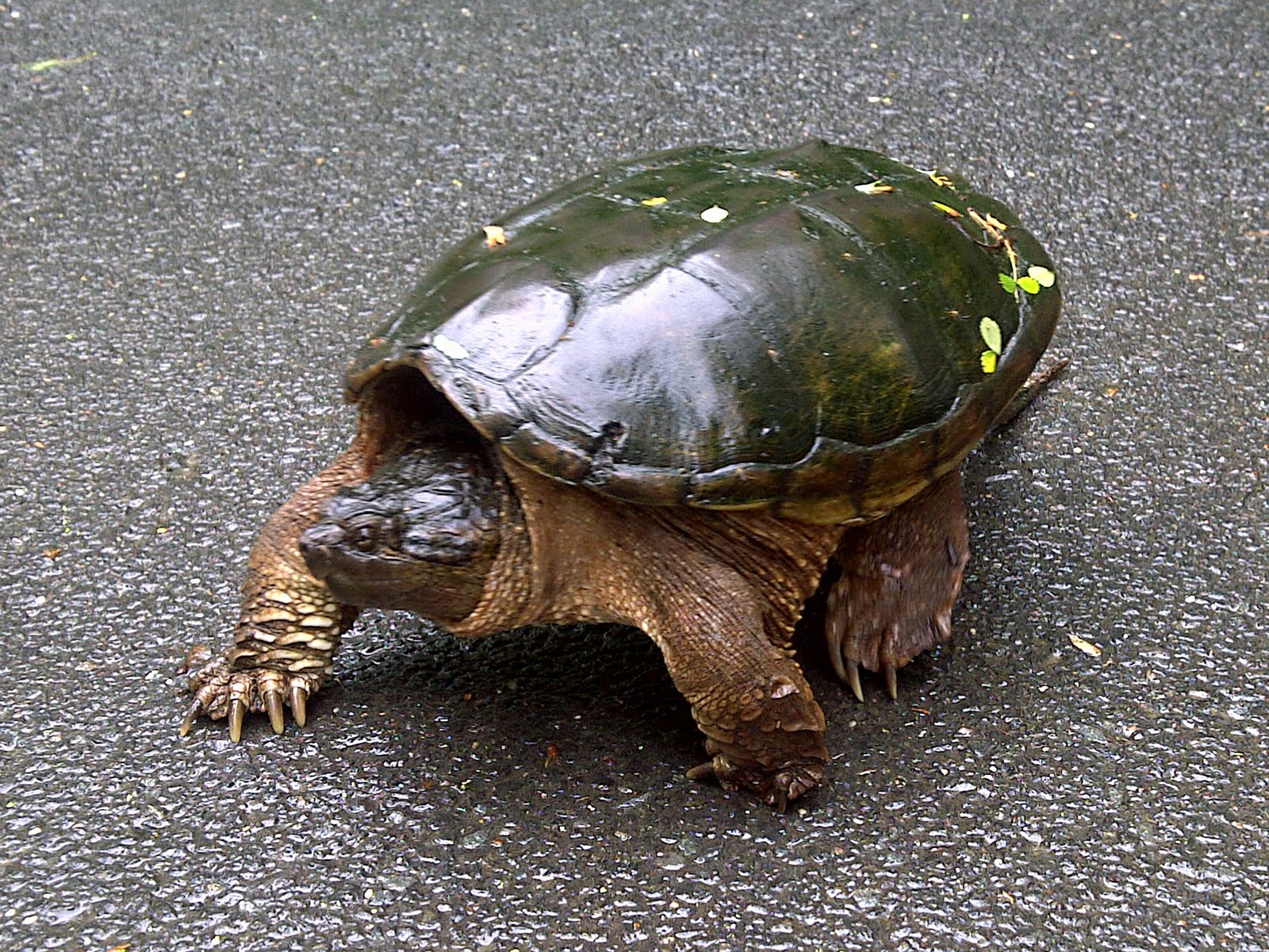 Грифовая черепаха панцирь. Каймановая и грифовая черепаха. Черепаха переменные. Намаквалендская черепаха. Черепаха.