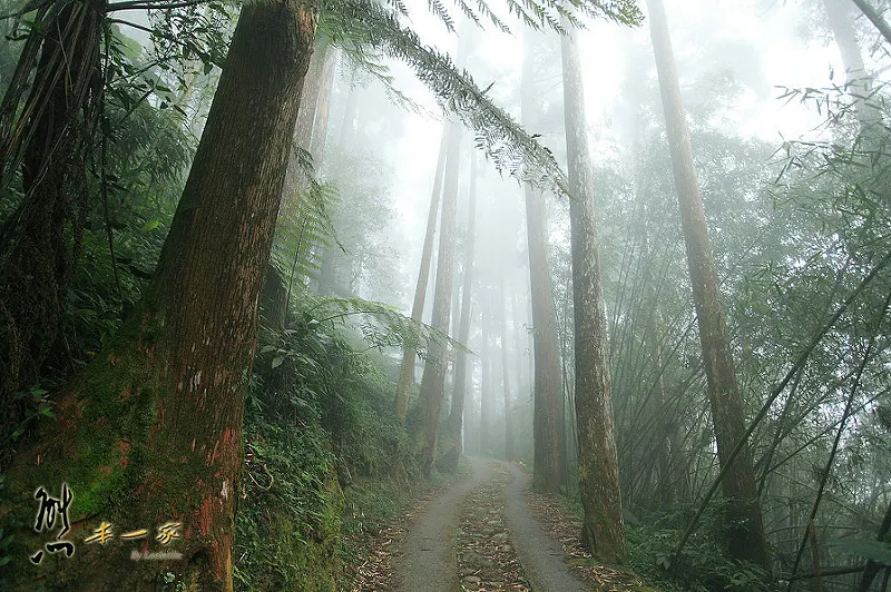 奮起湖石棹景點|龍雲休閒農場森林步道|鐵達尼石 五彩石