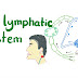 Lymphatic System, Its Structure and Function