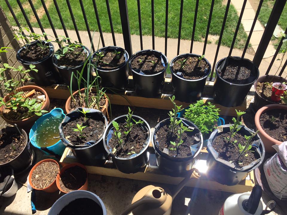 Container Gardening Ideas! - What's New