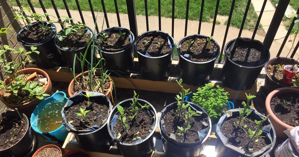 Container Gardening Ideas! - What's New