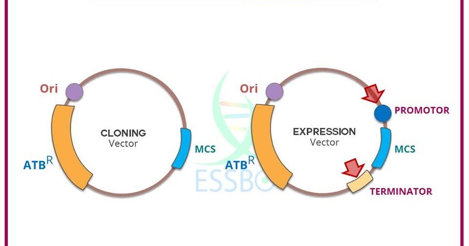 Η Βιολογία στο Γενικό Λύκειο Cloning Expression vectors