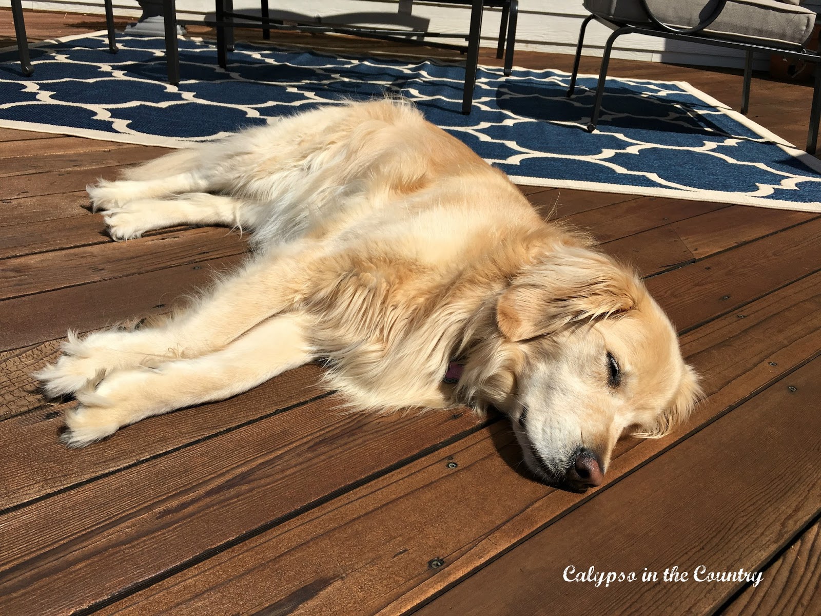 Lazy Golden Retriever Lazy Golden Retriever on deck