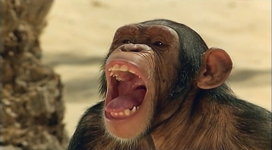 PARADISE, PARAÍSO AZUL (UPSCALE/DUAL ÁUDIO/1080P) - 1982 Paradise%2B23