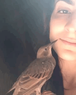 Witziger Specht Vogel bohrt Frau in der Nase - Popelfresser
