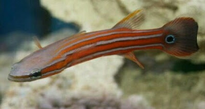 Australian Flathead Perch