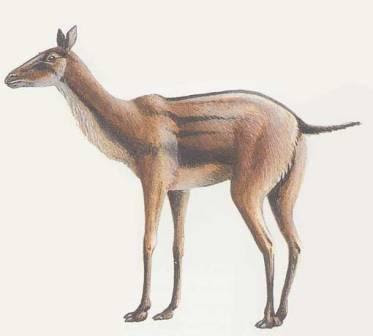 camellos extintos Stenomylus