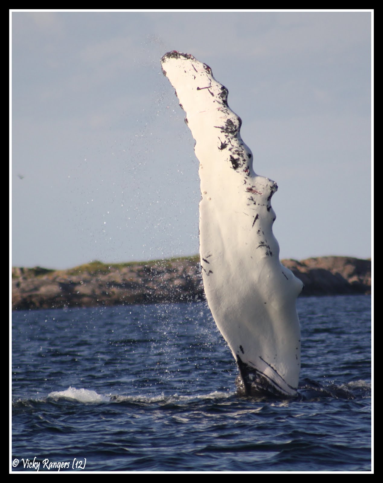 La faune et la flore du Québec en photos: Rorqual commun, Balaenoptera ...