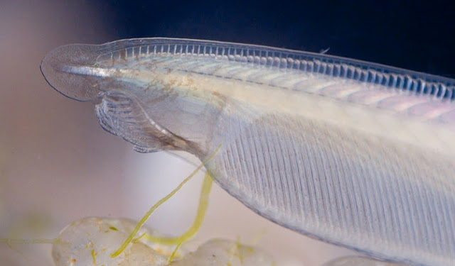 amphioxus diagram | amphioxus classification
