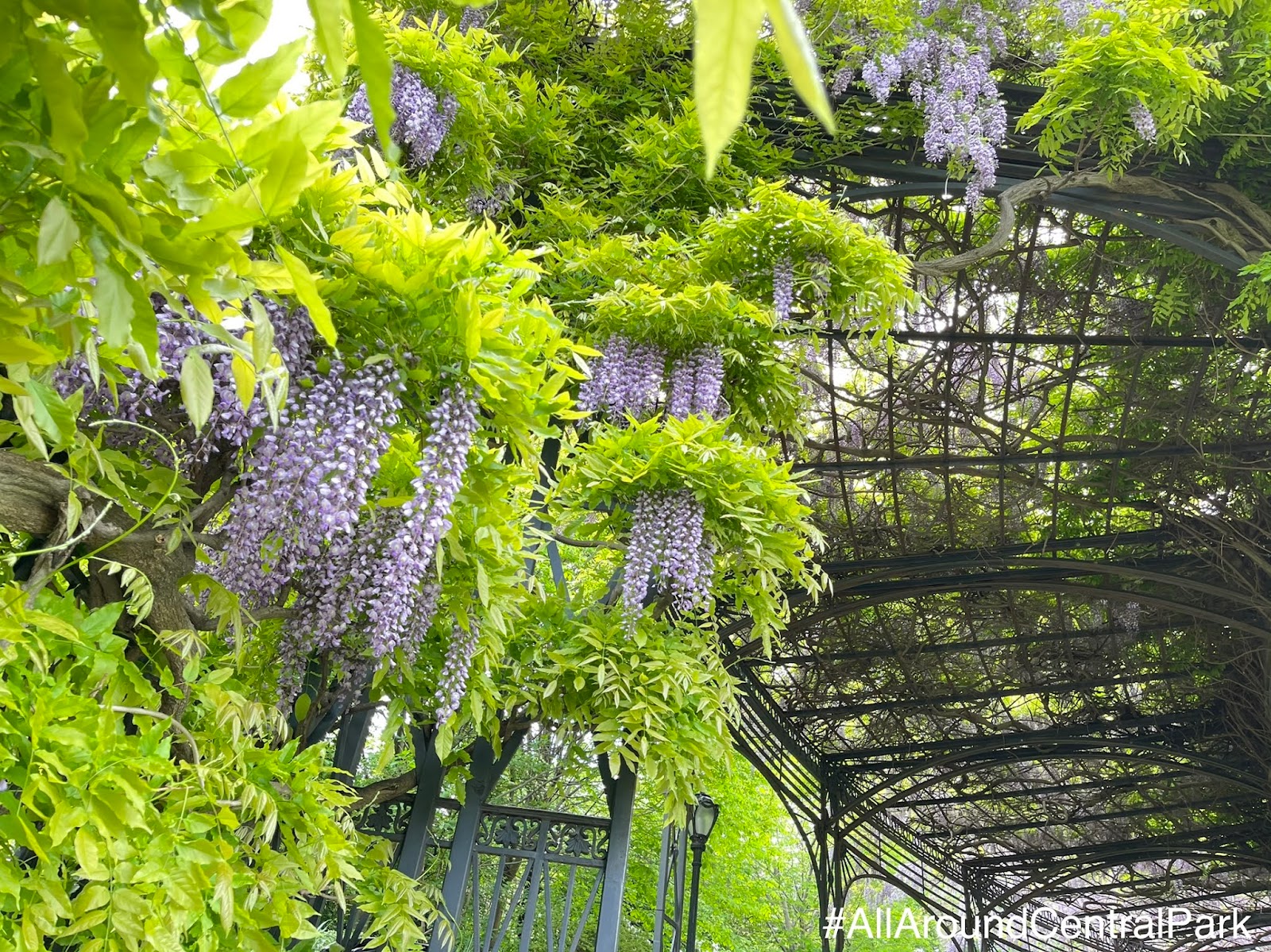 All Around Central Park _ The Wisteria Pergoal at the Conservatory Gardens