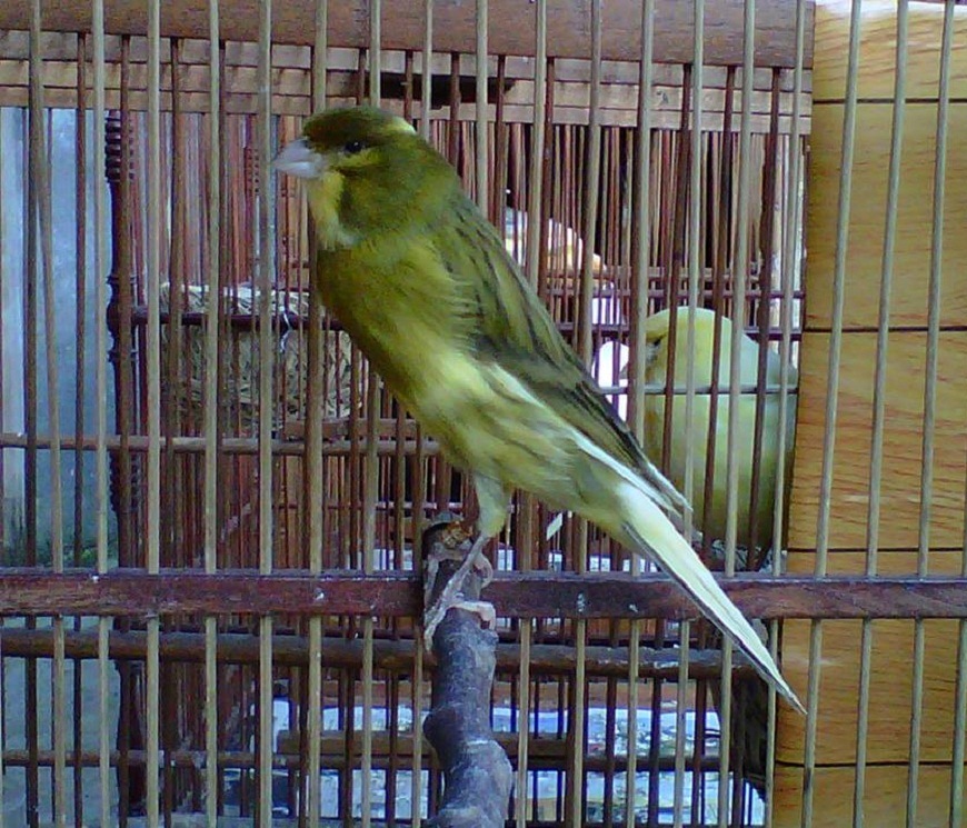 Gambar Mengenal Istilah Anakan Hasil Silangan Kenari Yorkhsire Gambar