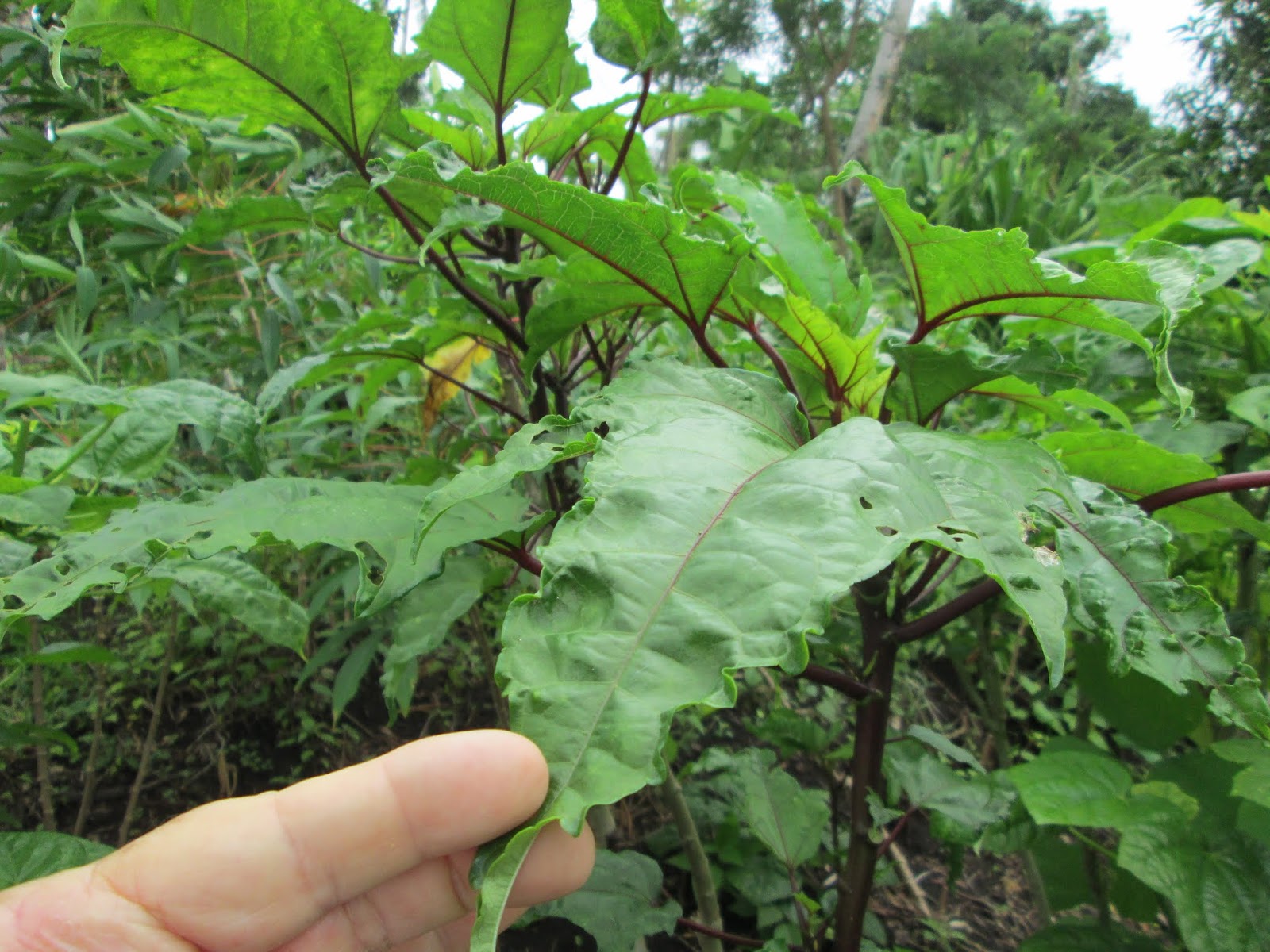 Garden Notes from Hawaii SEARCHING FOR BELE IN FIJI (Abelmoschus manihot)