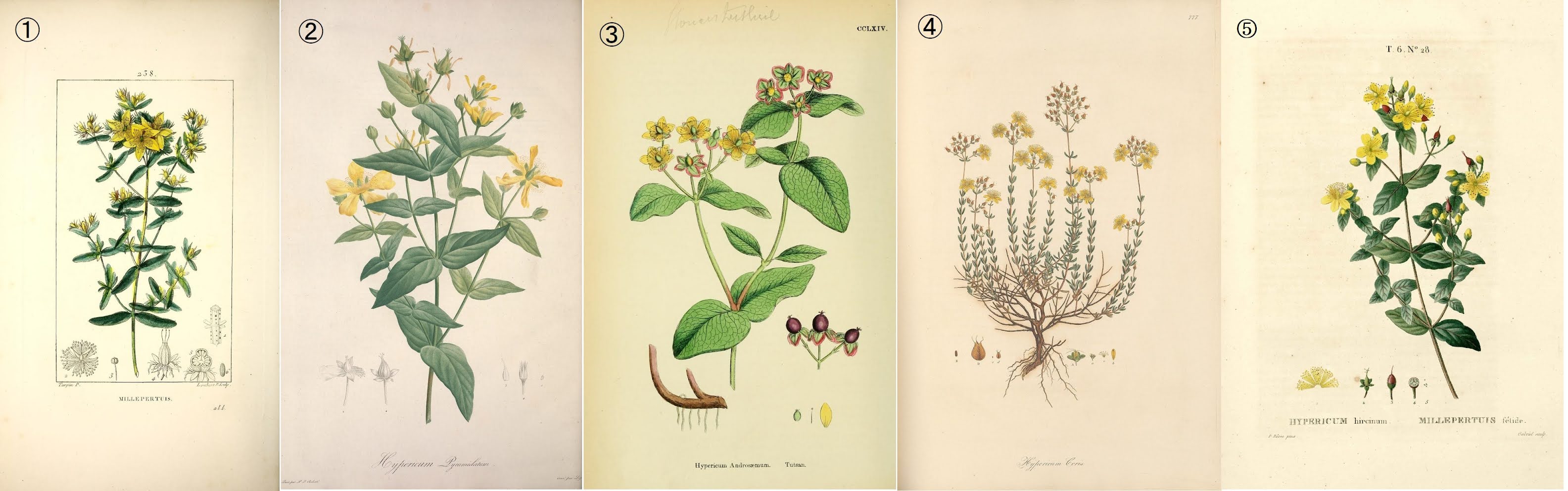 FLOS, 花, BLUME, FLOWER, 華,FLEUR, FLOR, ЦBETOK, FIORE