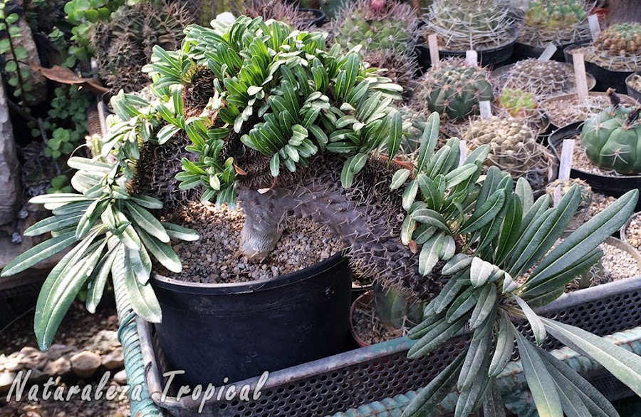 Palma de Madagascar en Cristación, Pachypodium lamerei cristata
