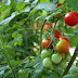  टमाटर उगाएं || Growing  Tomato 