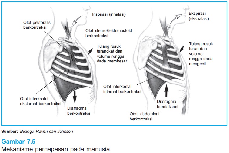 pernafasan Mekanisme Pernapasan
