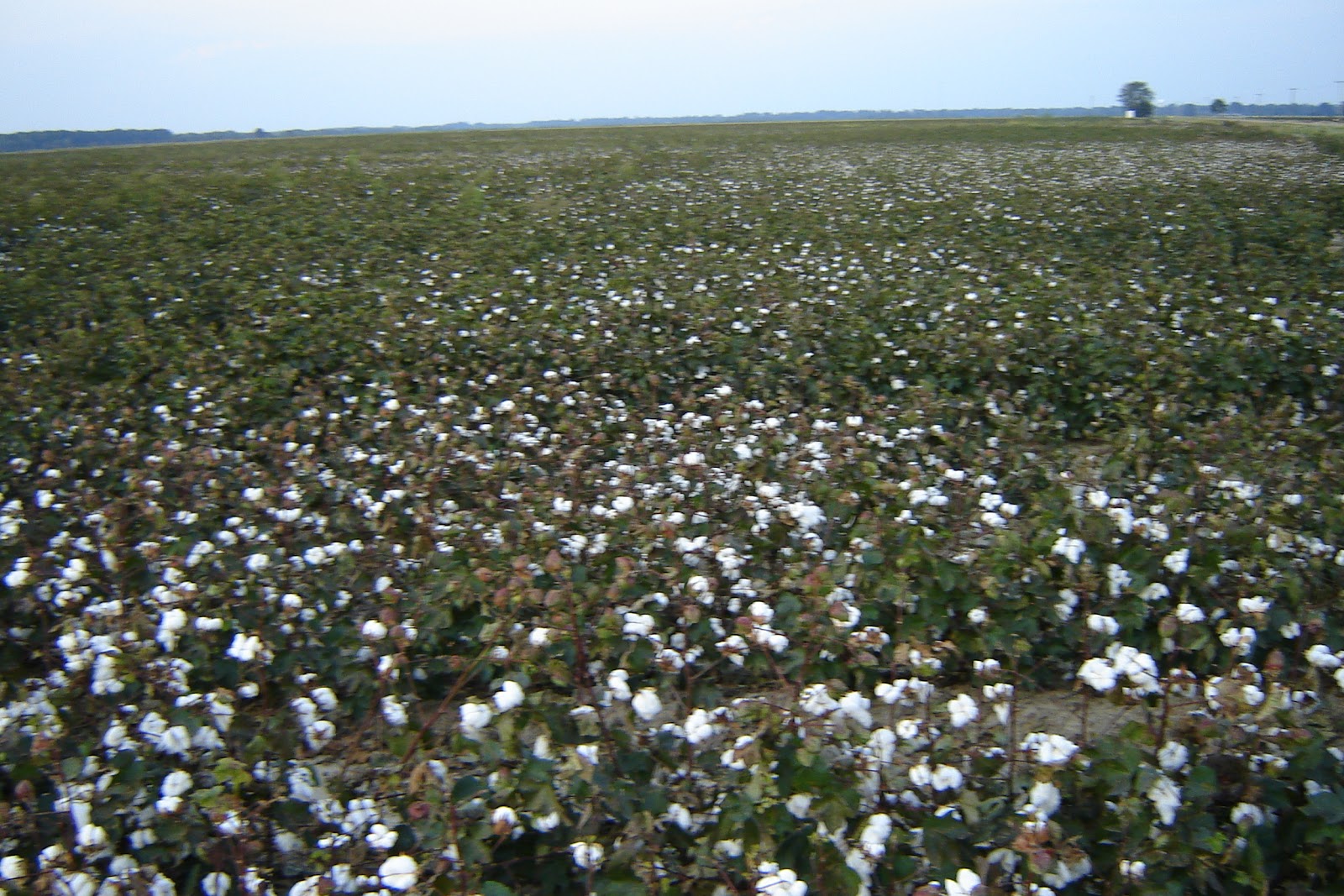 A Catholic Priest in Mississippi : Photos - Cotton fields - Mississippi