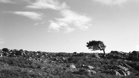 Progetto vajra perle nel tempo immagini foto art gallery incontri meditazione contemplazione zen albero