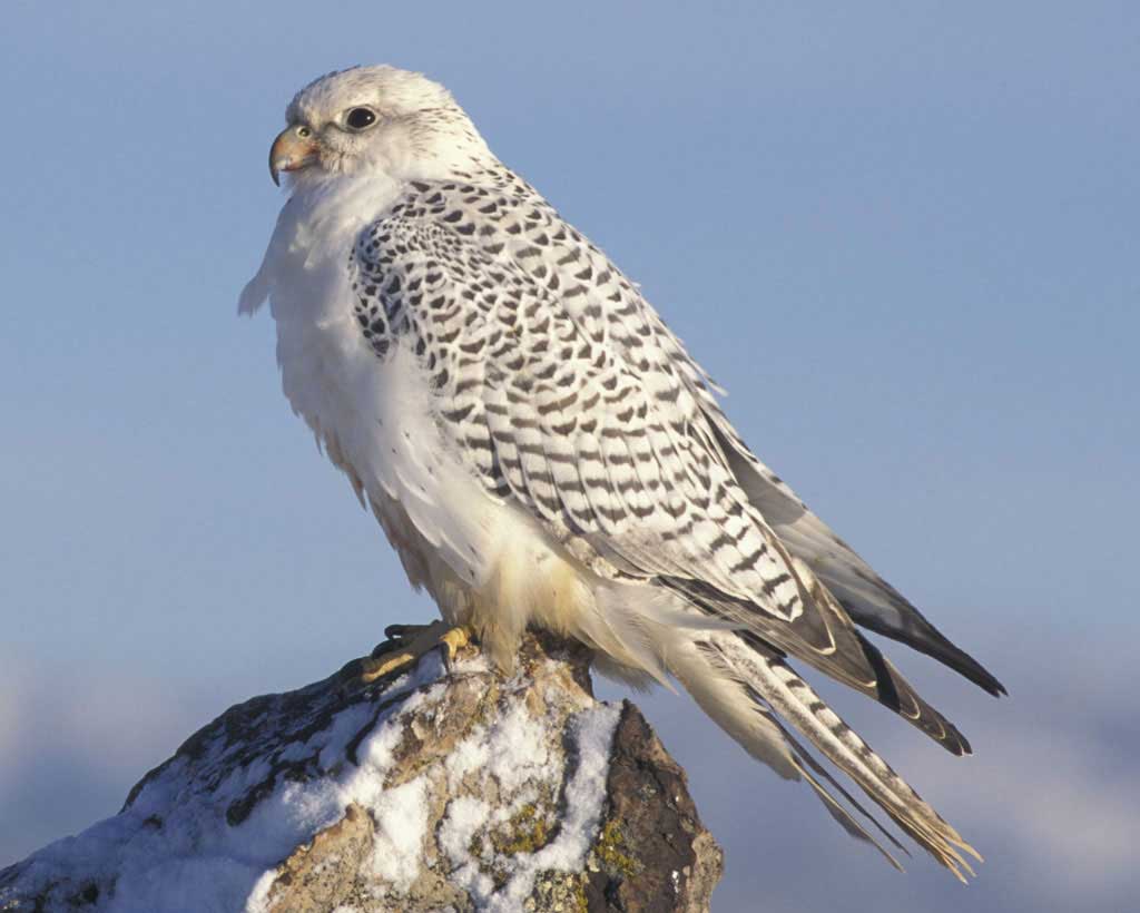 diablo 3 wiki gyrfalcon diablo 3 wiki gyrfalcon