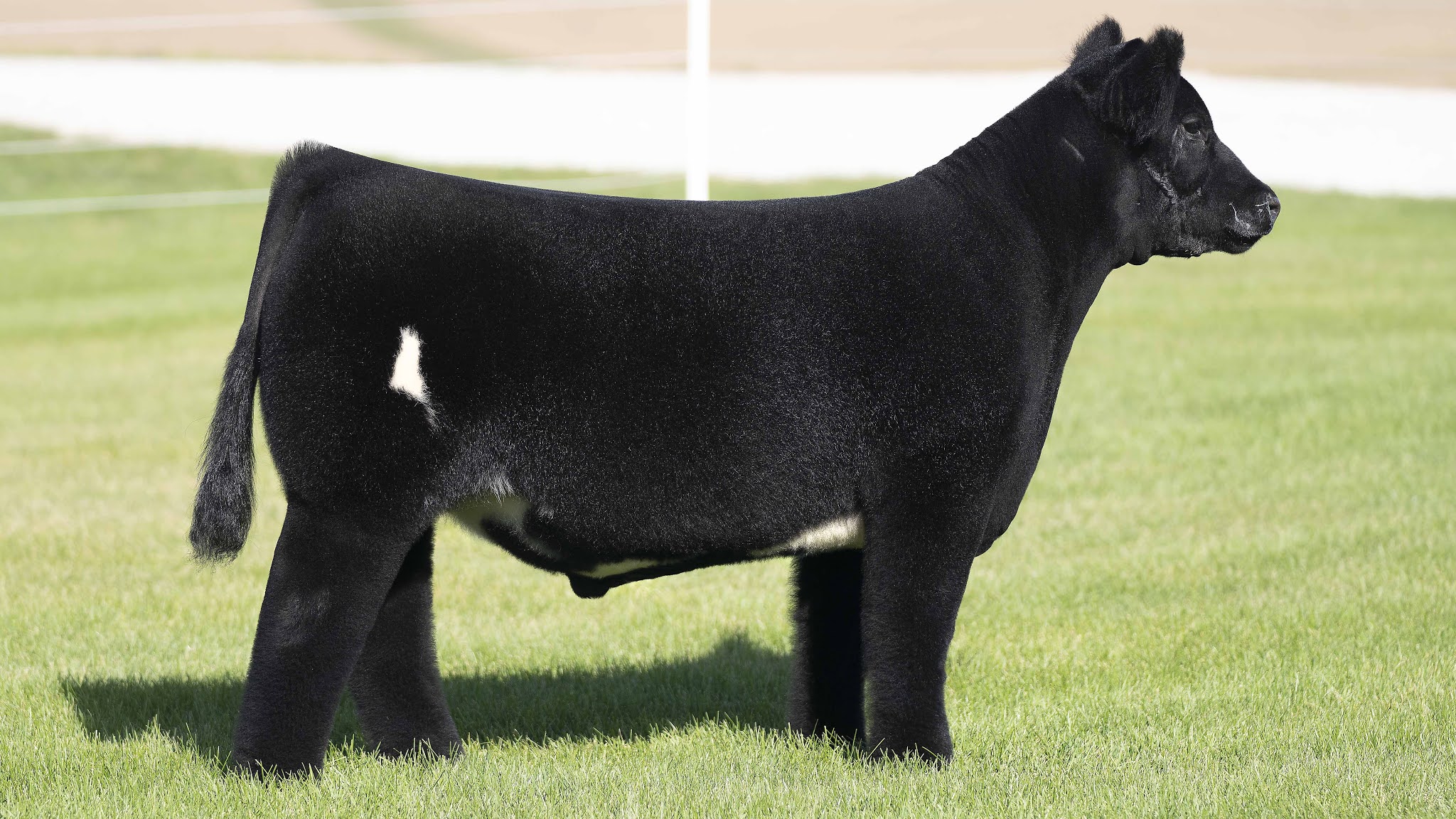 RCC Blog HERR SHOW CATTLE OCT 11TH STEERBIDDER