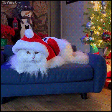 Santa Cat GIF • White fluffy cat with a red Santa suit. So cute and cool kitty 2-2 Santa Cat GIF • White fluffy cat with a red Santa suit. So cute and cool kitty 2-2