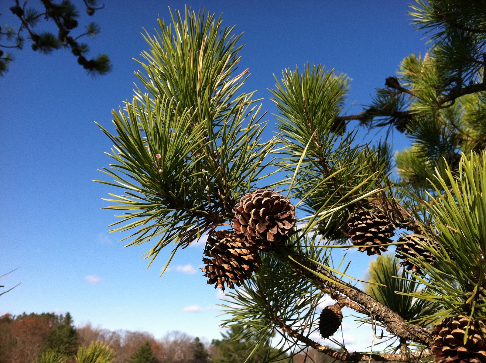 Spicebush Log Pitch Pine Point