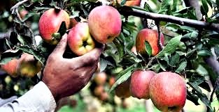 शासन ने वित्तीय वर्ष 2021-22 के लिए सी-ग्रेड सेब फलों के विपणन हेतु न्यूनतम समर्थन मूल्य घोषित कर दिया है।