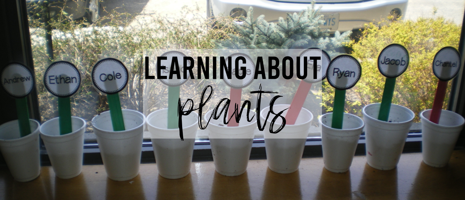 Learning about plants and growing a garden activities in Kindergarten