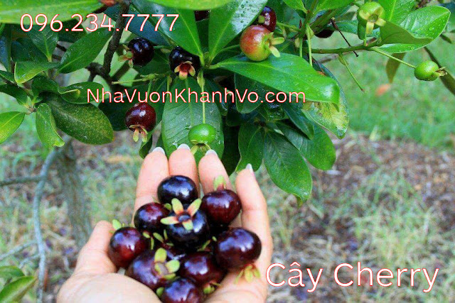 Thú nuôi, cây cảnCây Cherry Brail đã ra trái, xem cây tại vườn.h:  Cay-cherry-khanh-vo-6