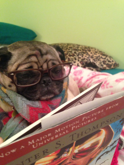 Funny Stuff World: A dog that loves reading
