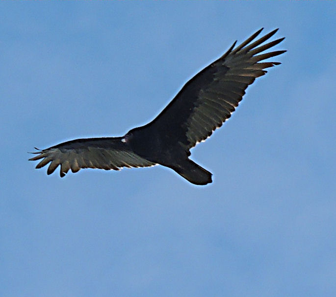 Rosetta McClain Gardens Raptor Watch: Turkey Vultures On The Move ...