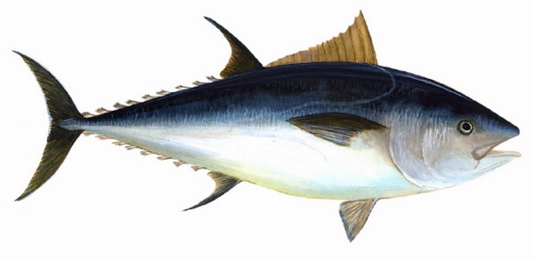 Pengertian Biota Laut Adalah Definisi, Jenis, Contoh dan