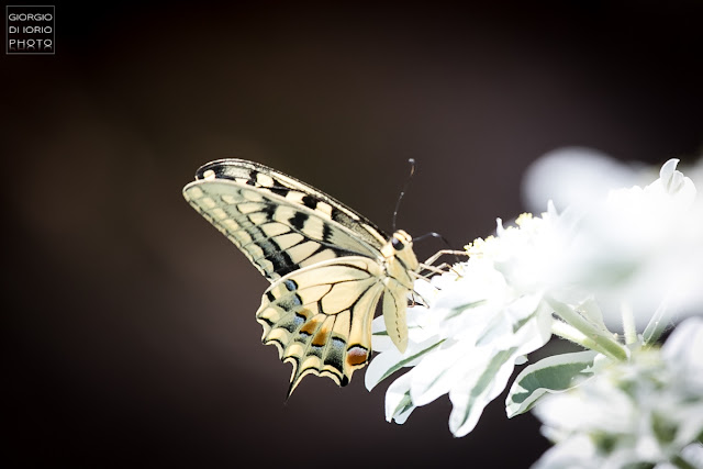 Macaone, Papilio Machaon, farfalla, butterfly, foto Ischia, Natura Ischia, Isola d' Ischia, Crisalide, bruco, livrea colorata, farfalla più grande del mondo, 