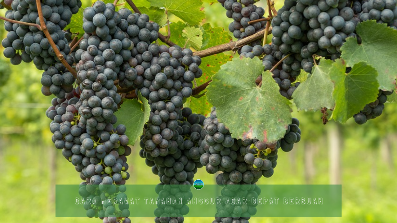 Cara merawat pohon anggur agar cepat berbuah