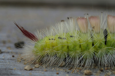 Bøgenonne Lat: Calliteara pudibunda