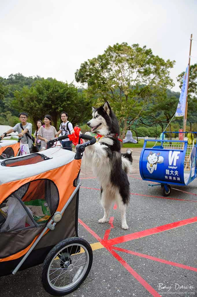 婚攝小動、婚攝推薦、活動紀錄、哈士奇、雪橇