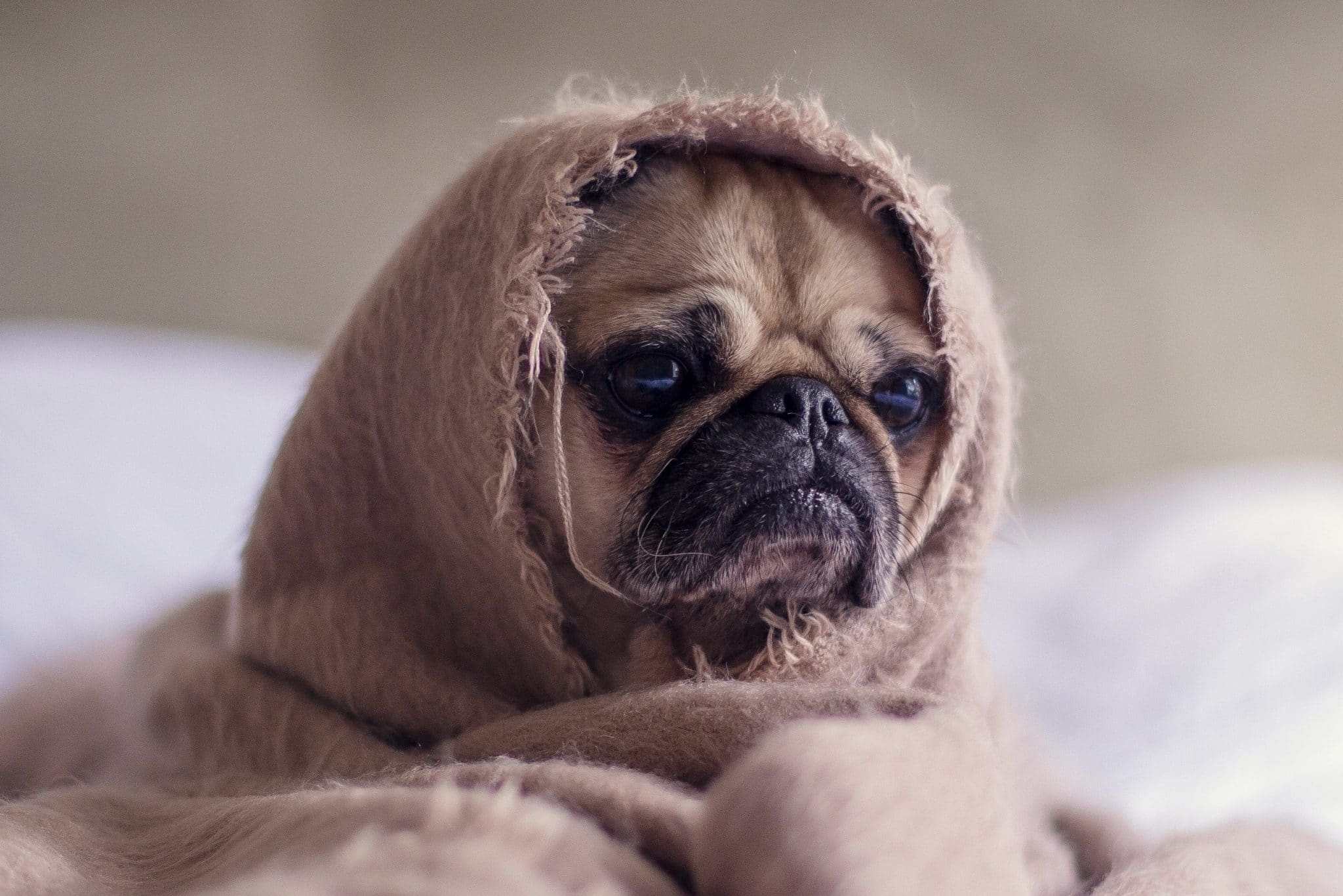 How to cure Canine distemper in dogs