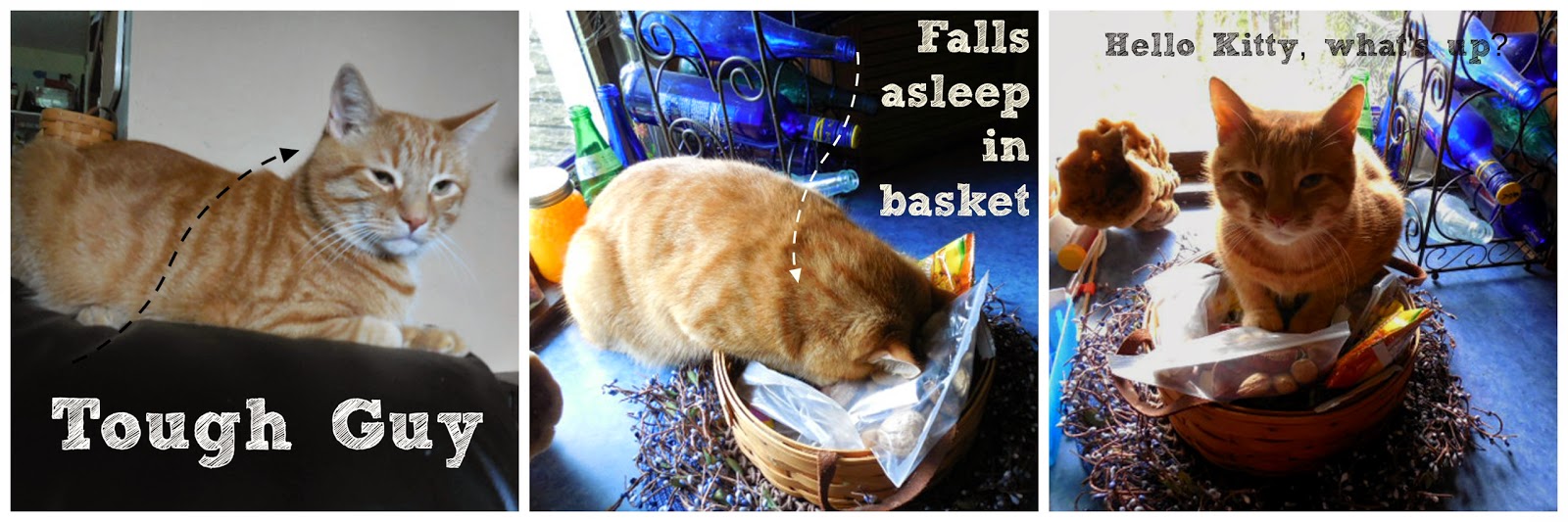 Cat Sleeping in Basket: Caturday Pictures