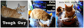 Cat Sleeping in Basket: Caturday Pictures