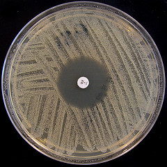 Picture of Staphylococcus Aureus