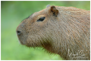 Lesser Capybara (Hydrochoerus isthmius)