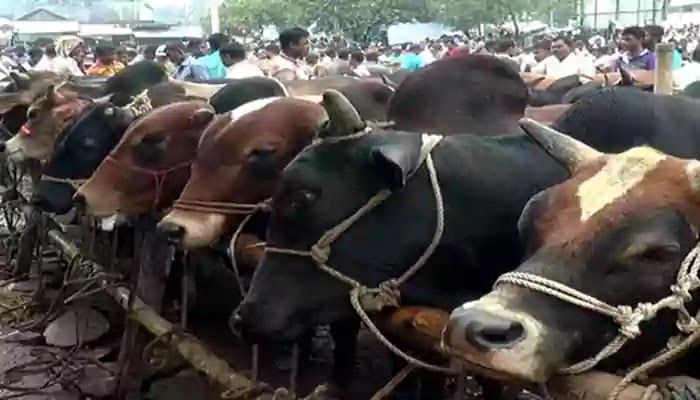 More sacrificial animals have been reared in the country than the demand চাহিদা চেয়ে বেশি পরিমান কোরবানির পশু দেশে প্রতিপালন হয়েছে