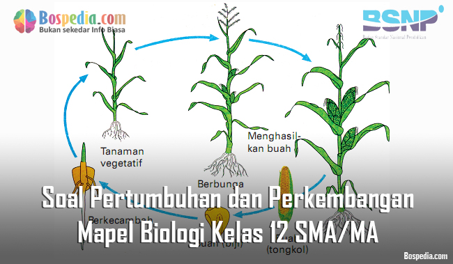 Buah semangka tanpa biji setelah penyerbukan dapat diperoleh dengan memberikan hormon....