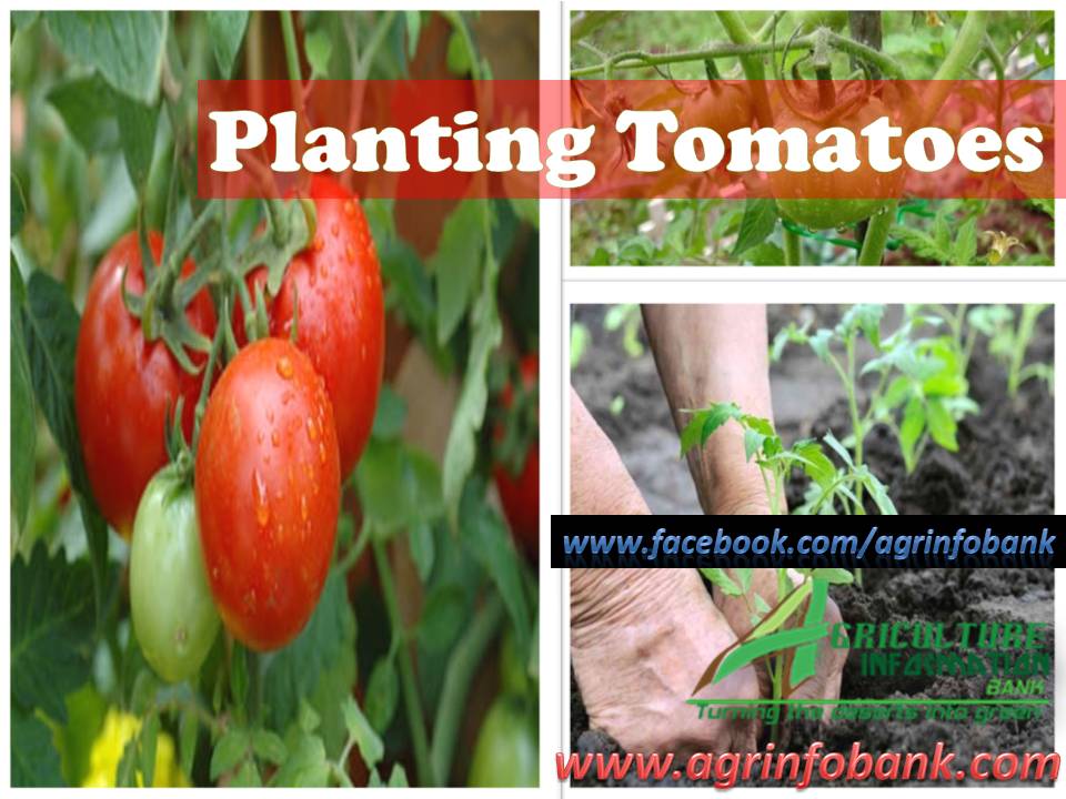 Planting Tomatoes Agriculture Information Bank