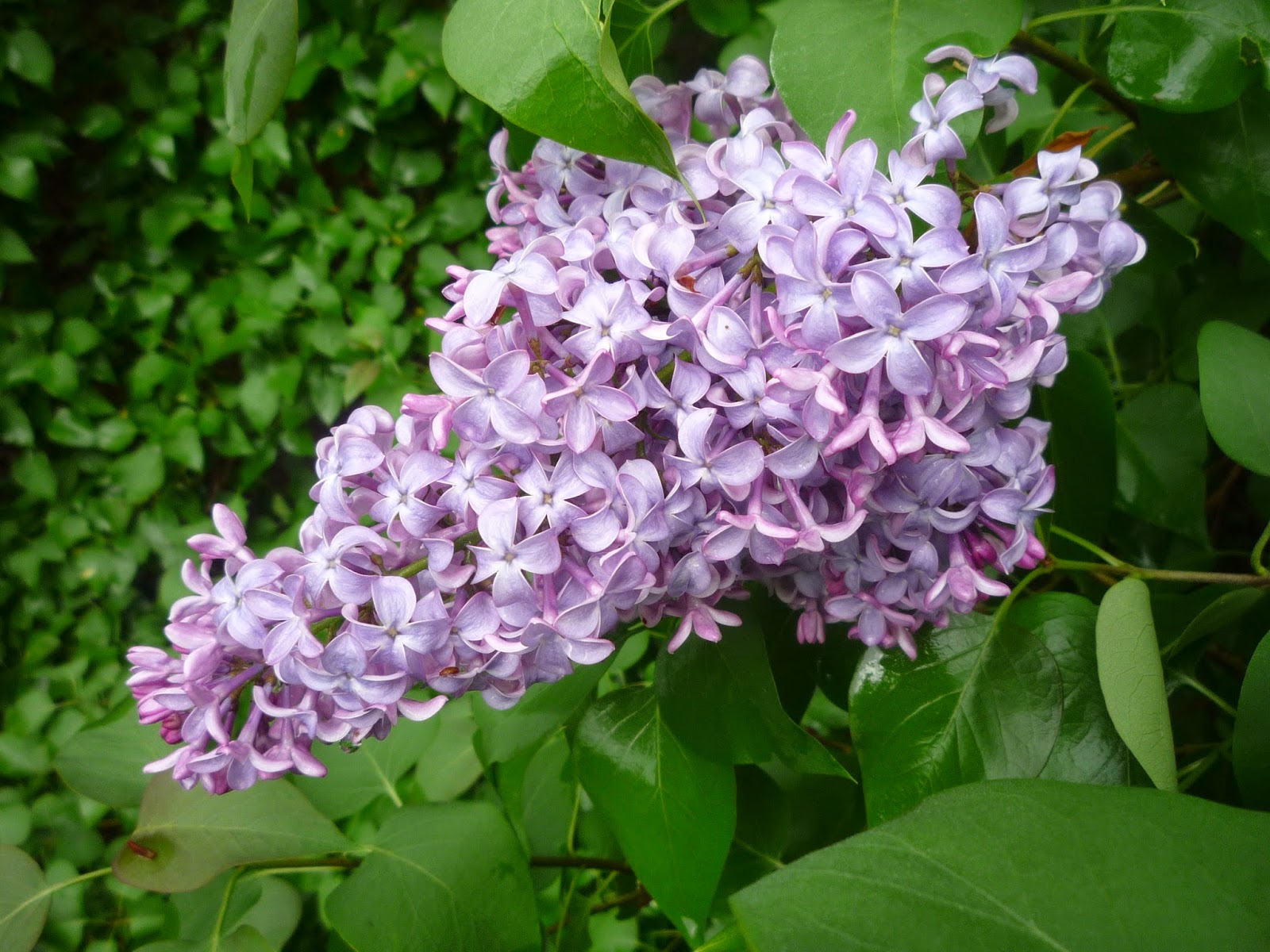 Lilacs on Memorial weekend. South Burlington, Vermont South